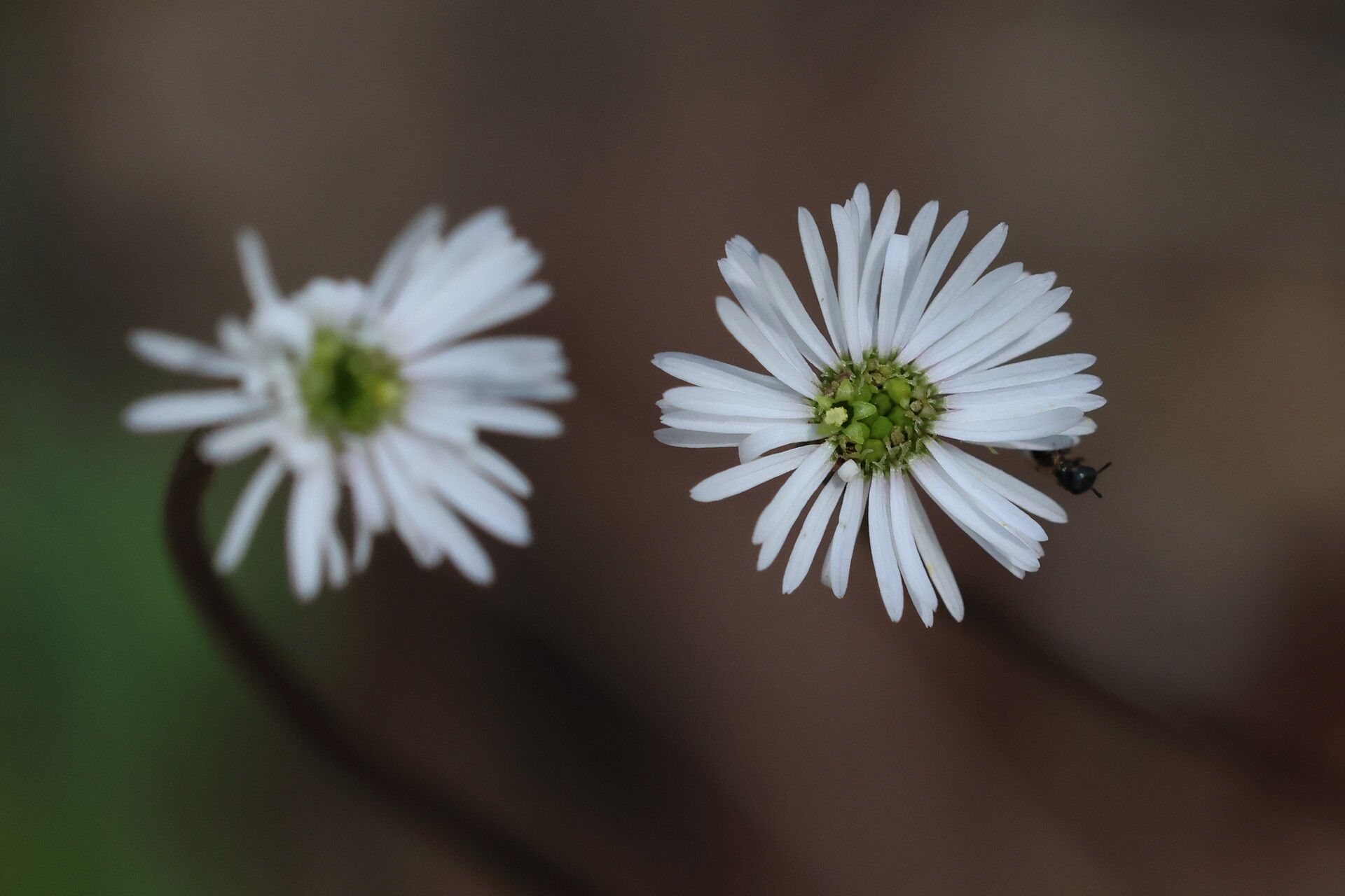 Lagenophora sublyrata flower