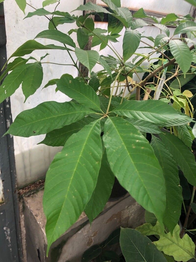 Vitex gigantea — houseplant care guide