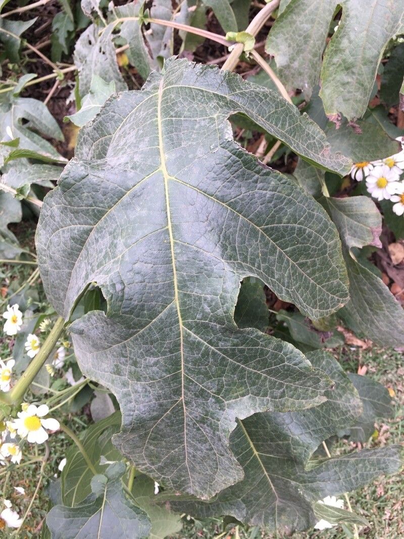 Montanoa bipinnatifida leaf