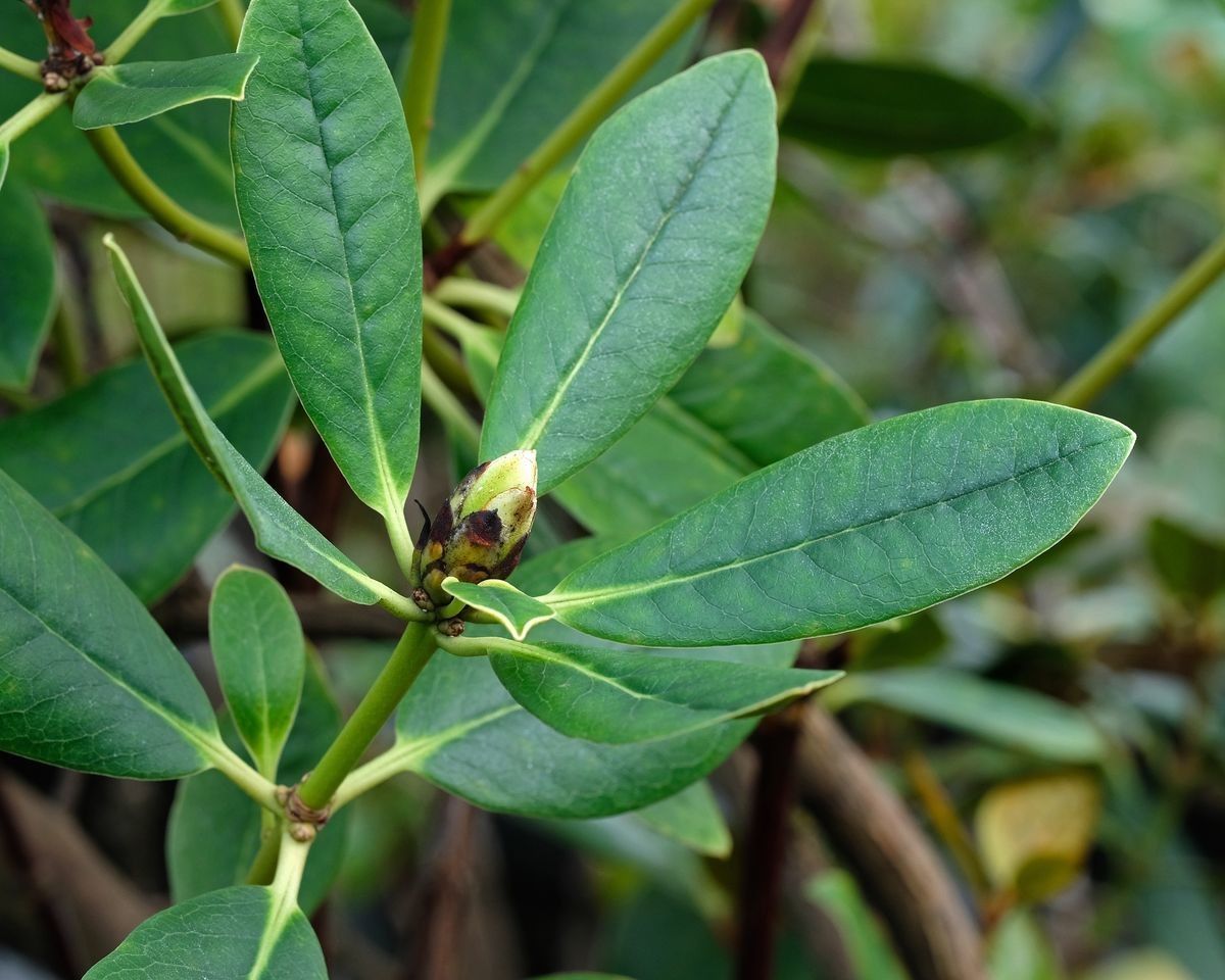 Rhododendron scabridibracteum — houseplant care guide