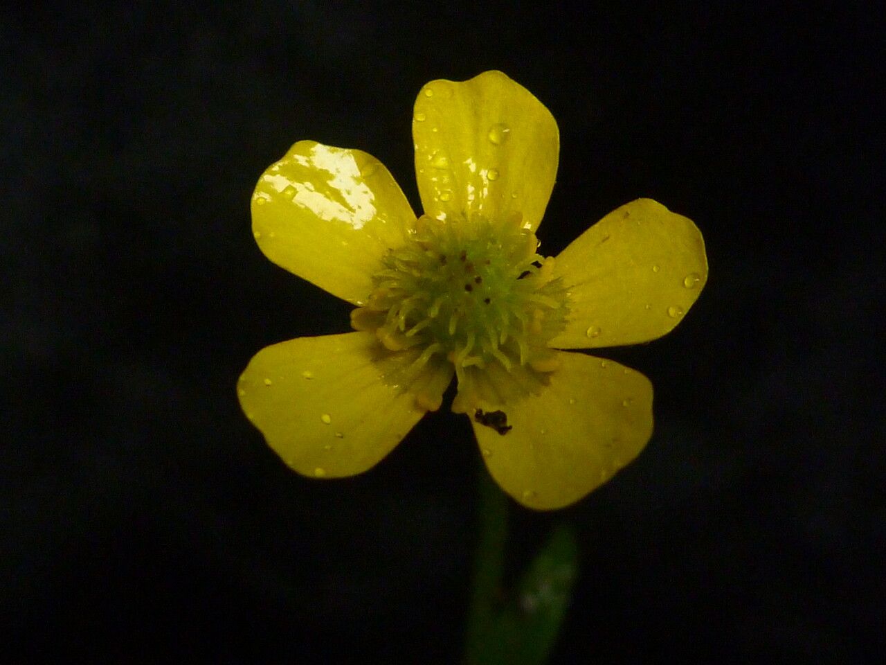 Ranunculus adoxifolius flower