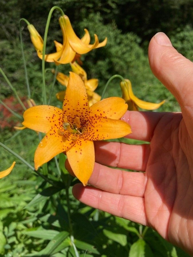 Lilium canadense flower
