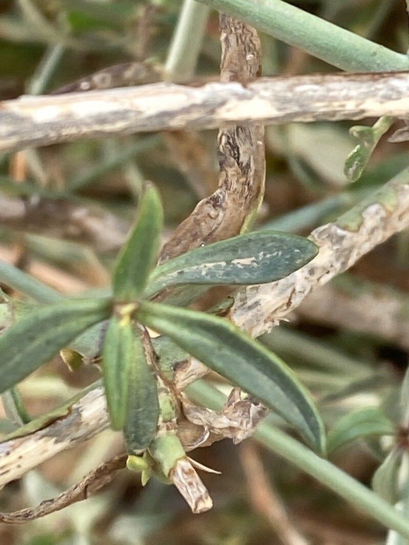 Centranthus longiflorus — search result for 'Centranthus'