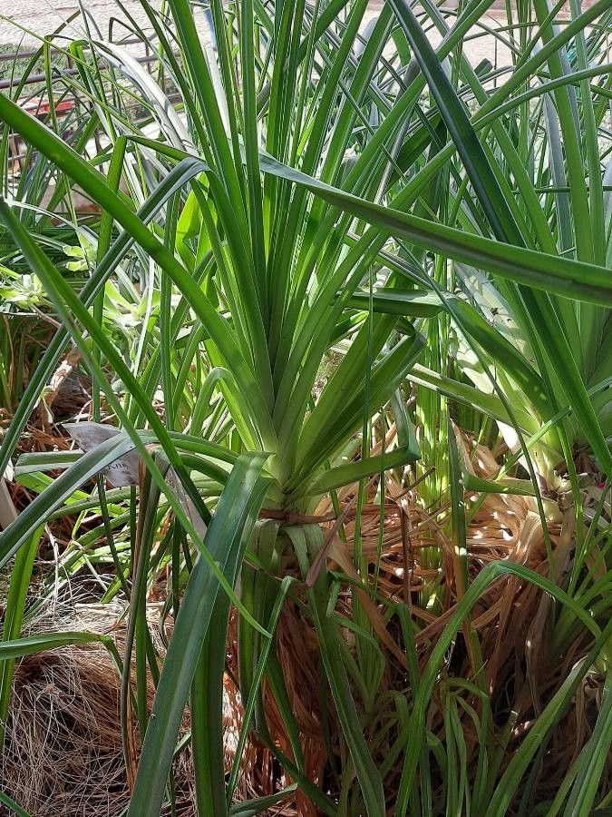 Kniphofia foliosa — houseplant care guide