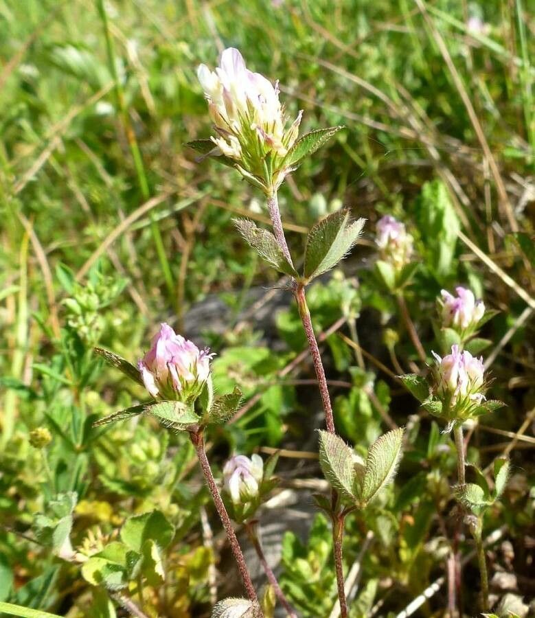 Trifolium dalmaticum — houseplant care guide