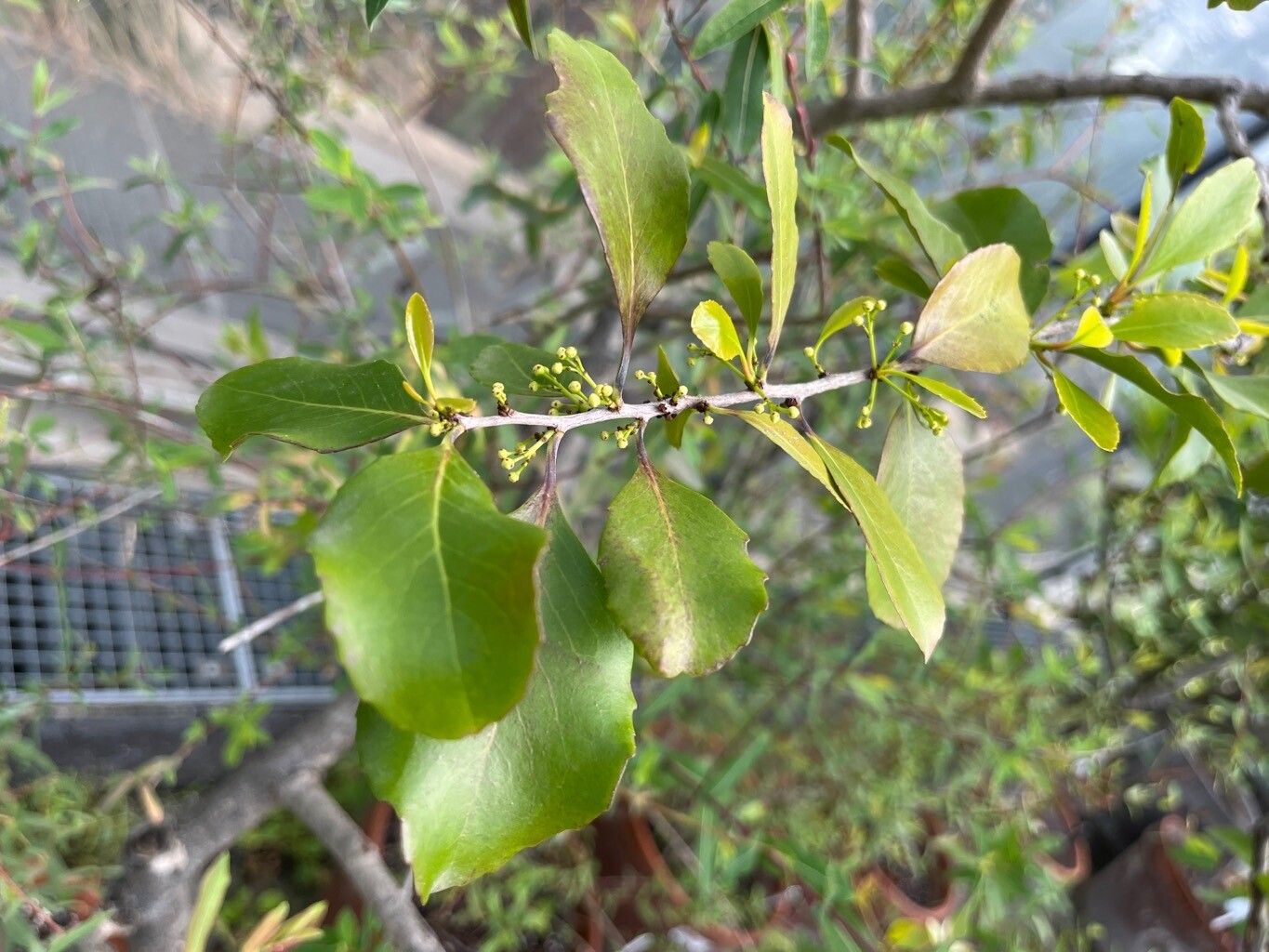 Maytenus canariensis — search result for 'Celastraceae'
