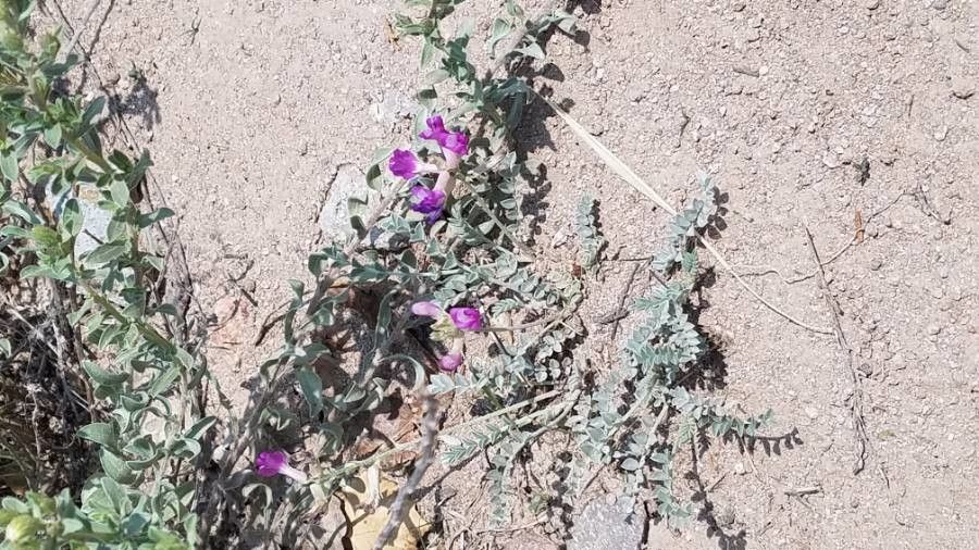 Astragalus nuttallianus — search result for 'Northwestern US'