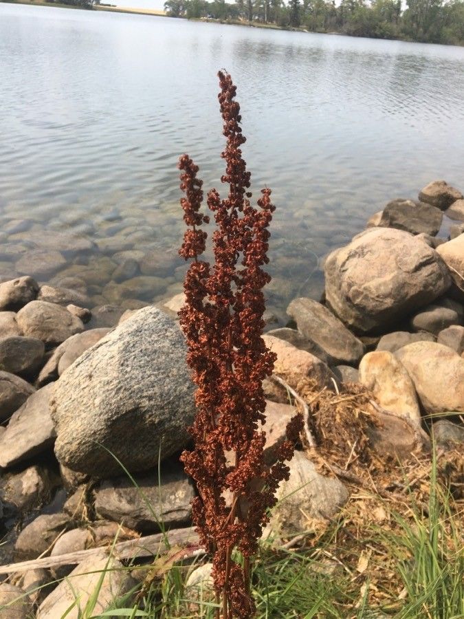 Rumex aquaticus flower