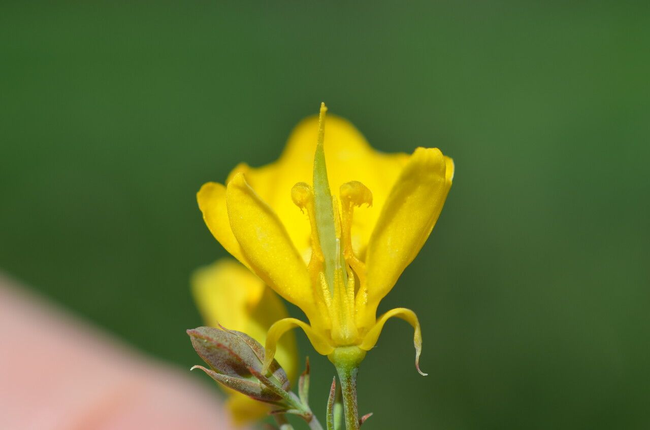 Hypecoum procumbens flower