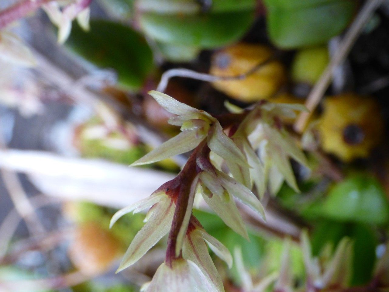 Bulbophyllum nutans flower