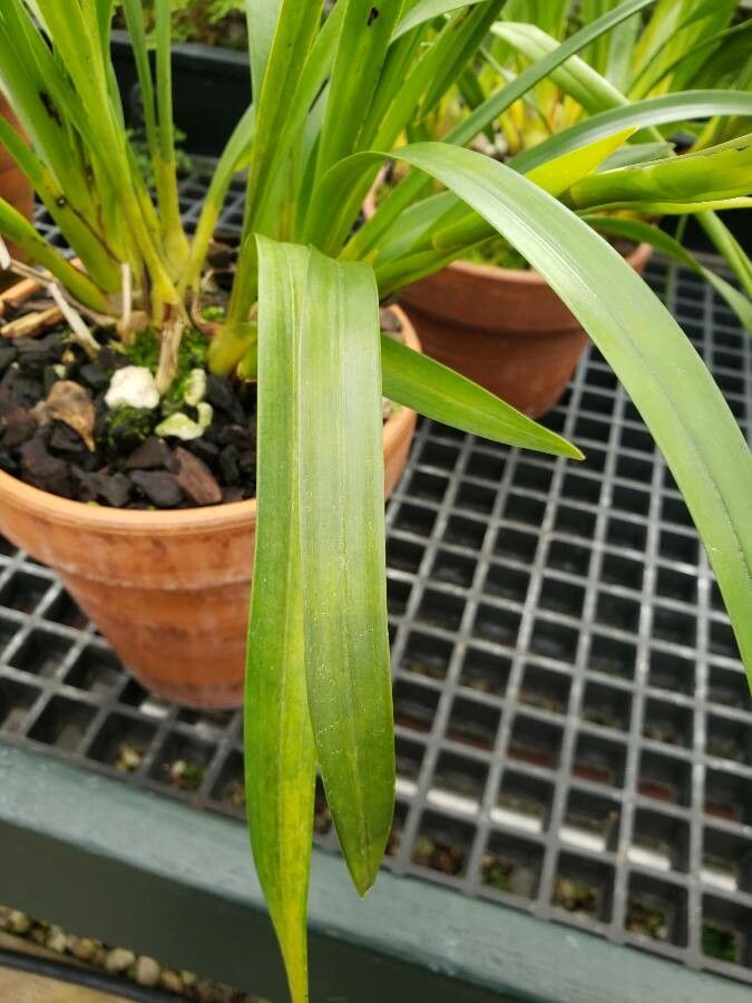 Cymbidium erythrostylum — search result for 'Cymbidium'