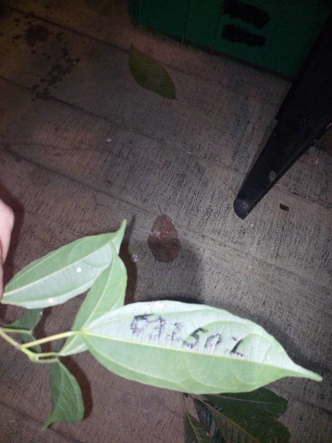 Alchorneopsis floribunda leaf