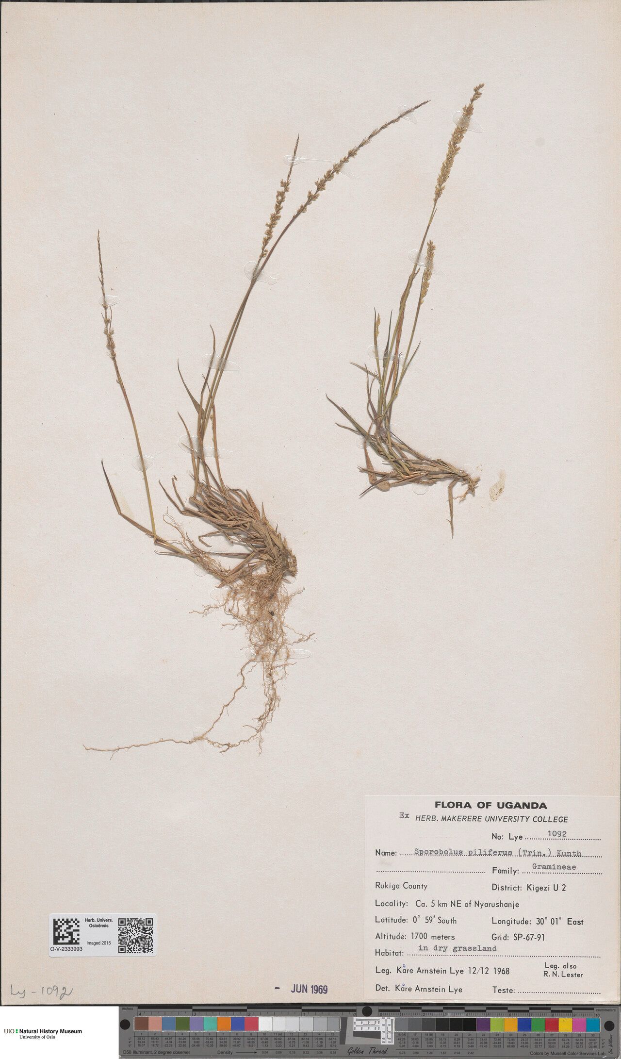 Chlorophytum tordense — search result for 'Chlorophytum'