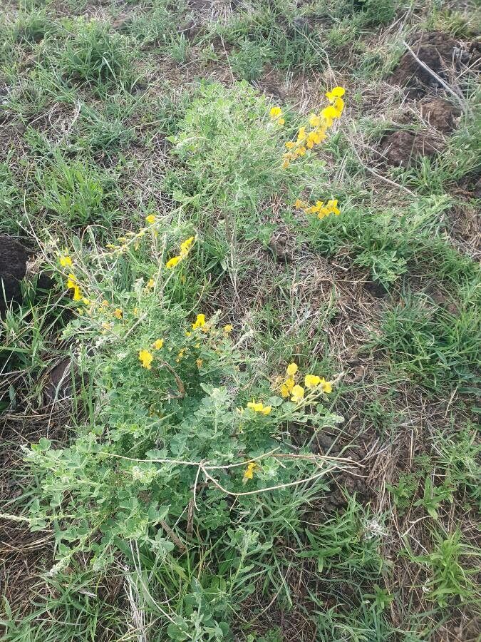 Crotalaria emarginella habit