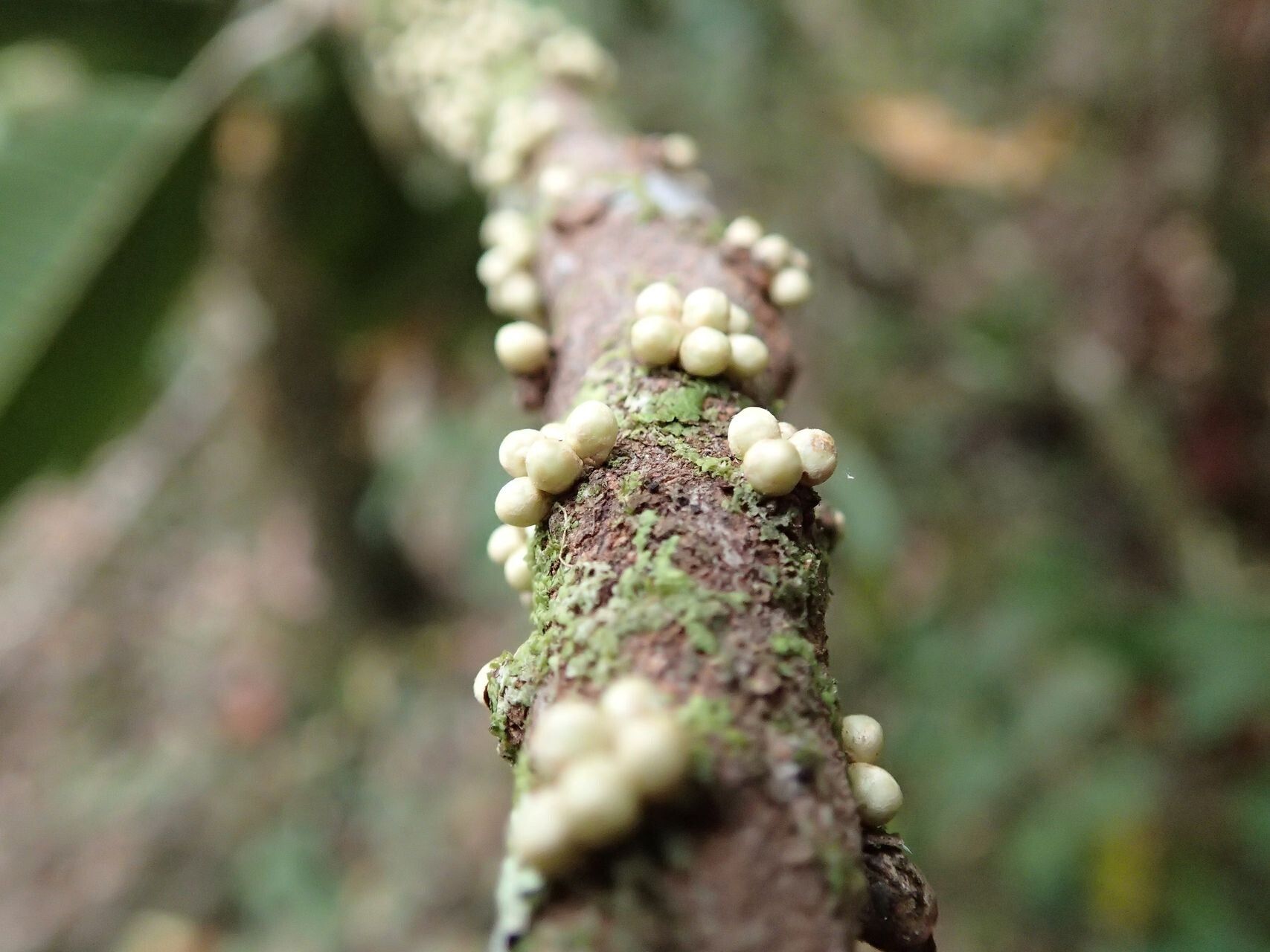 Pycnandra comptonioides fruit