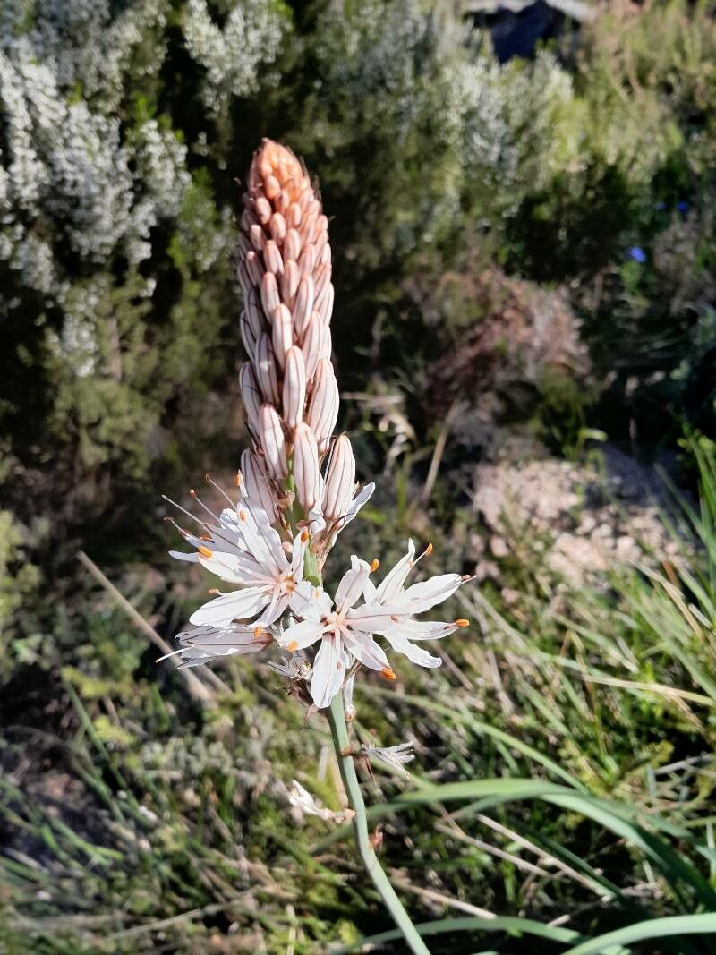 Asphodelus lusitanicus — search result for 'Asphodelus'