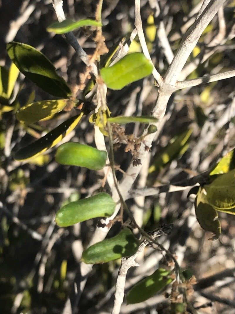 Matelea parvifolia leaf