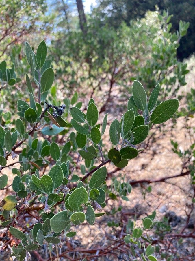 Arctostaphylos pringlei — search result for 'Arctostaphylos'