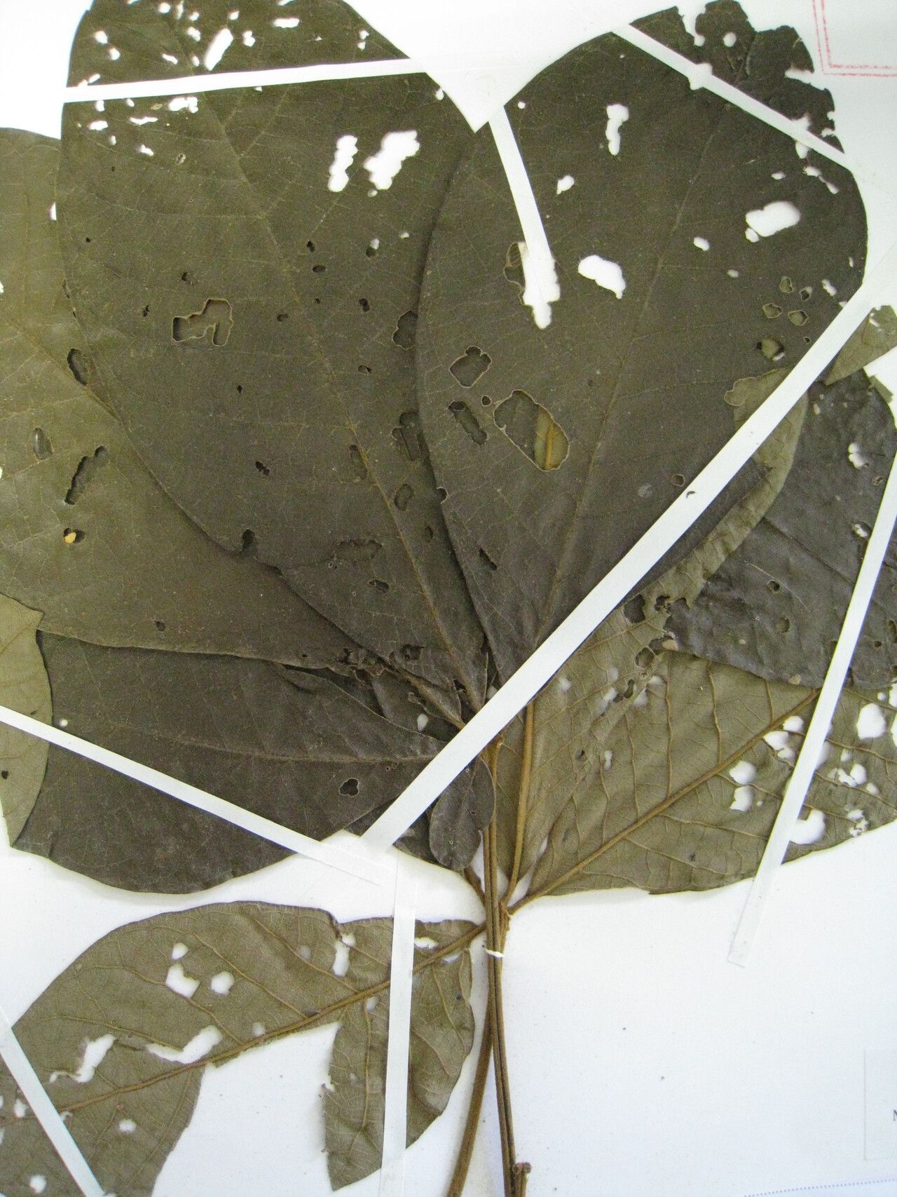 Vitex guianensis — houseplant care guide