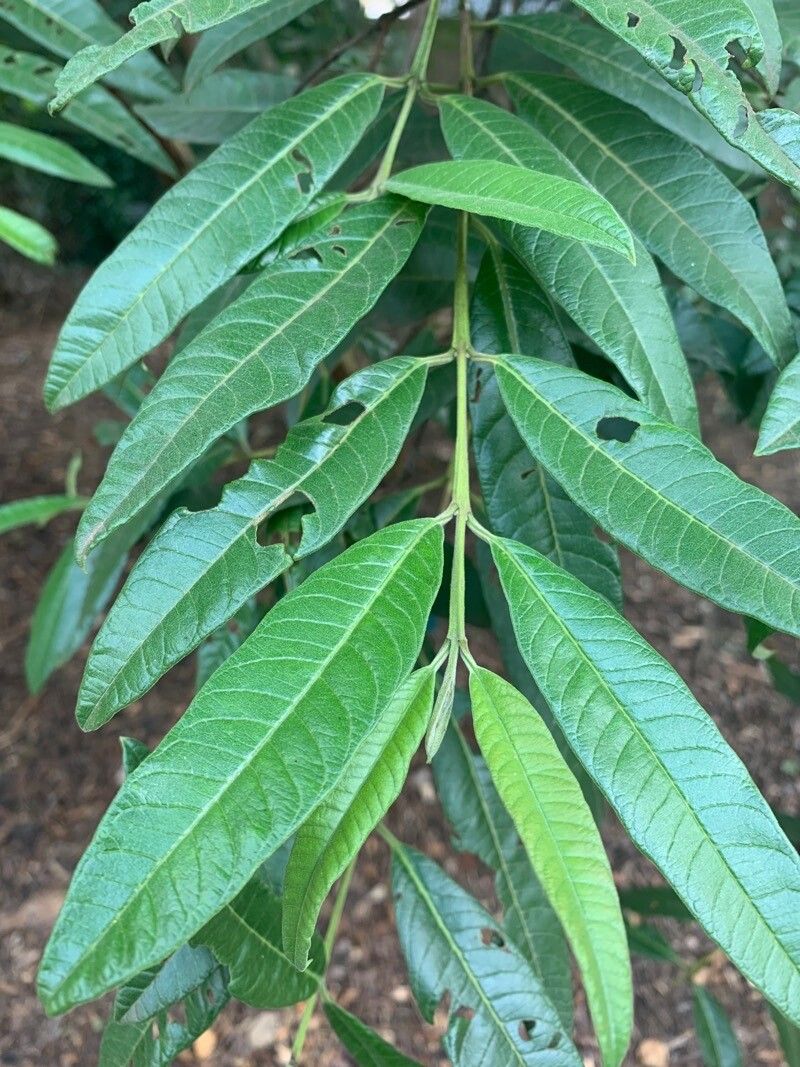 Psidium striatulum — search result for 'Psidium'