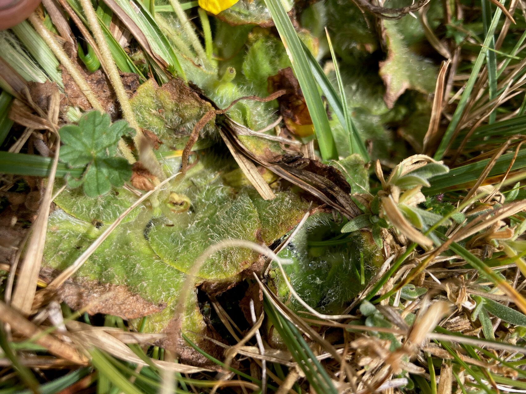 Calceolaria scapiflora leaf