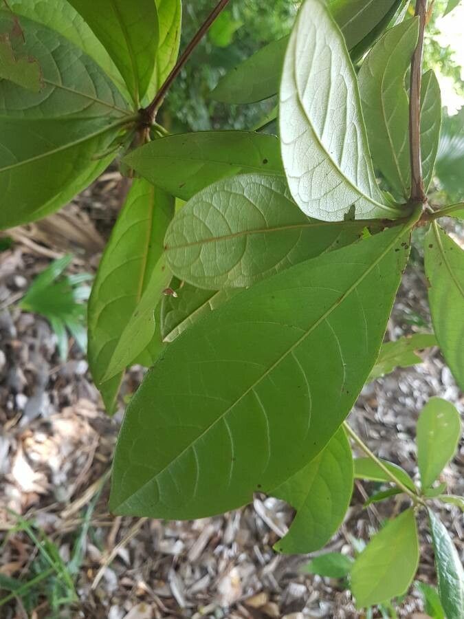 Terminalia lucida leaf