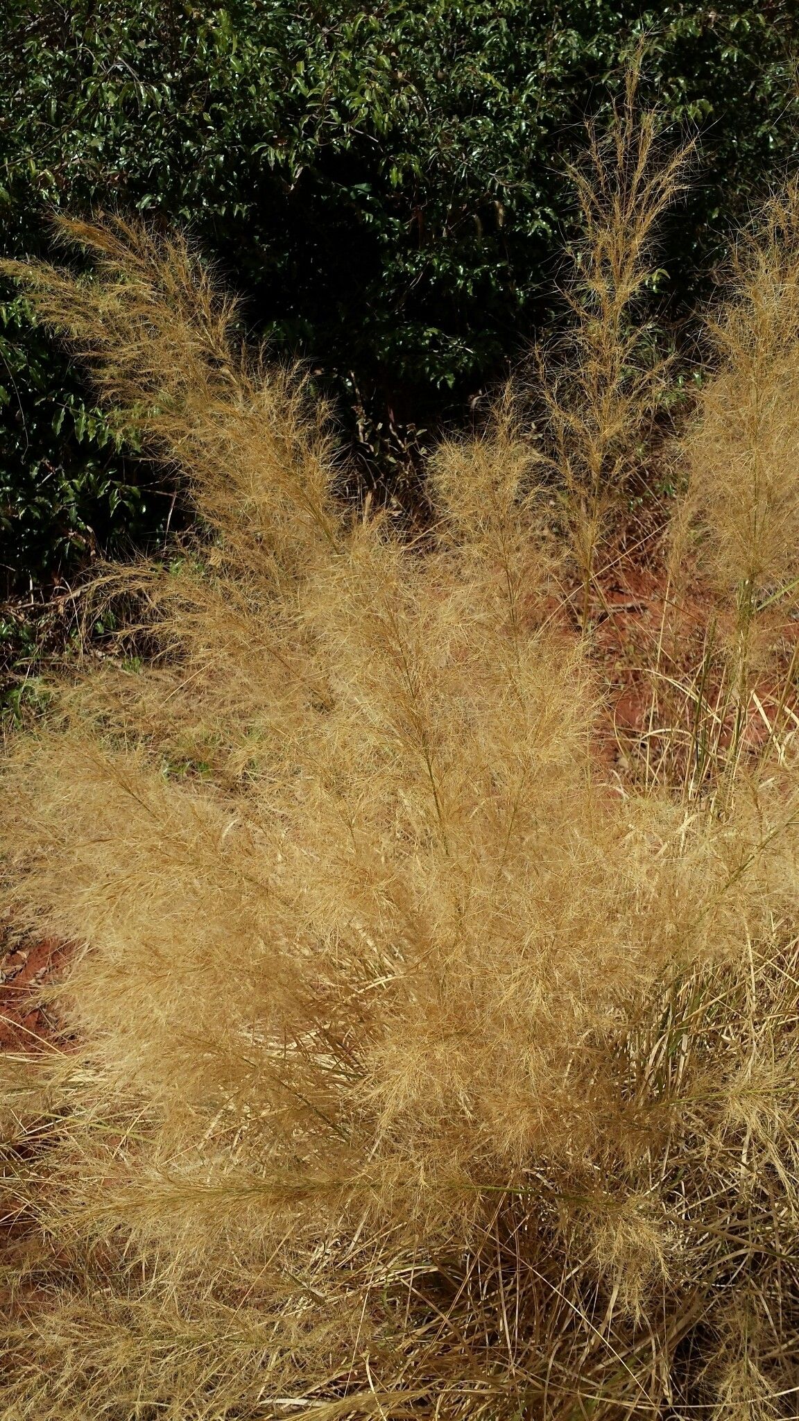 Aristida rufescens — search result for 'Aristida'