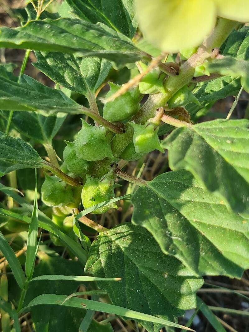Pedalium murex fruit