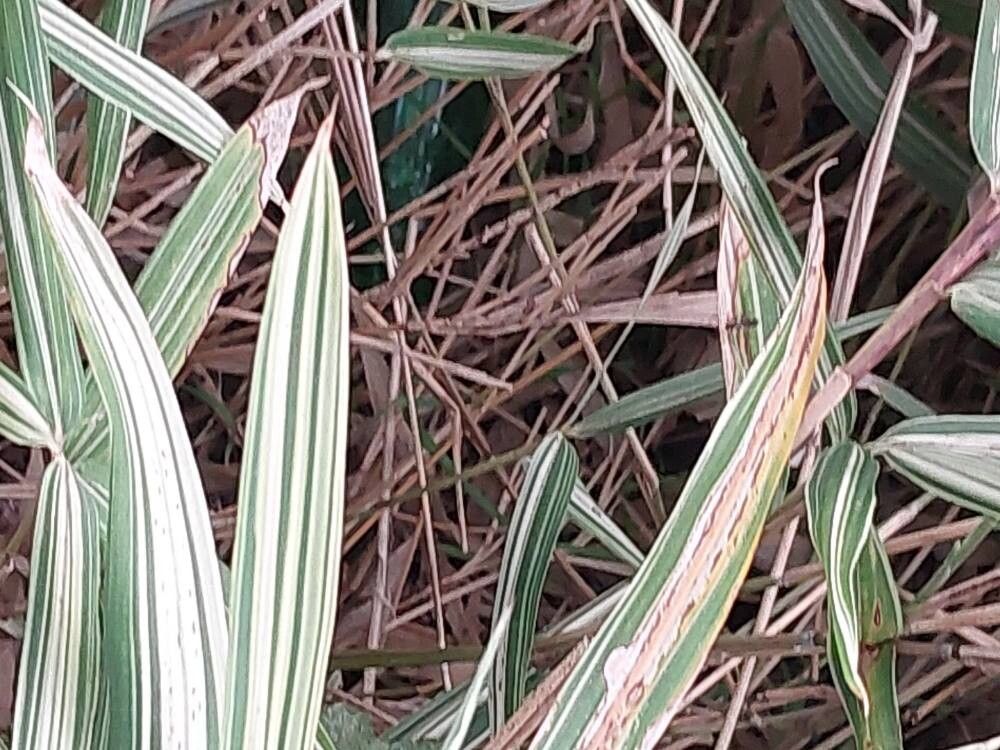 Pleioblastus variegatus bark