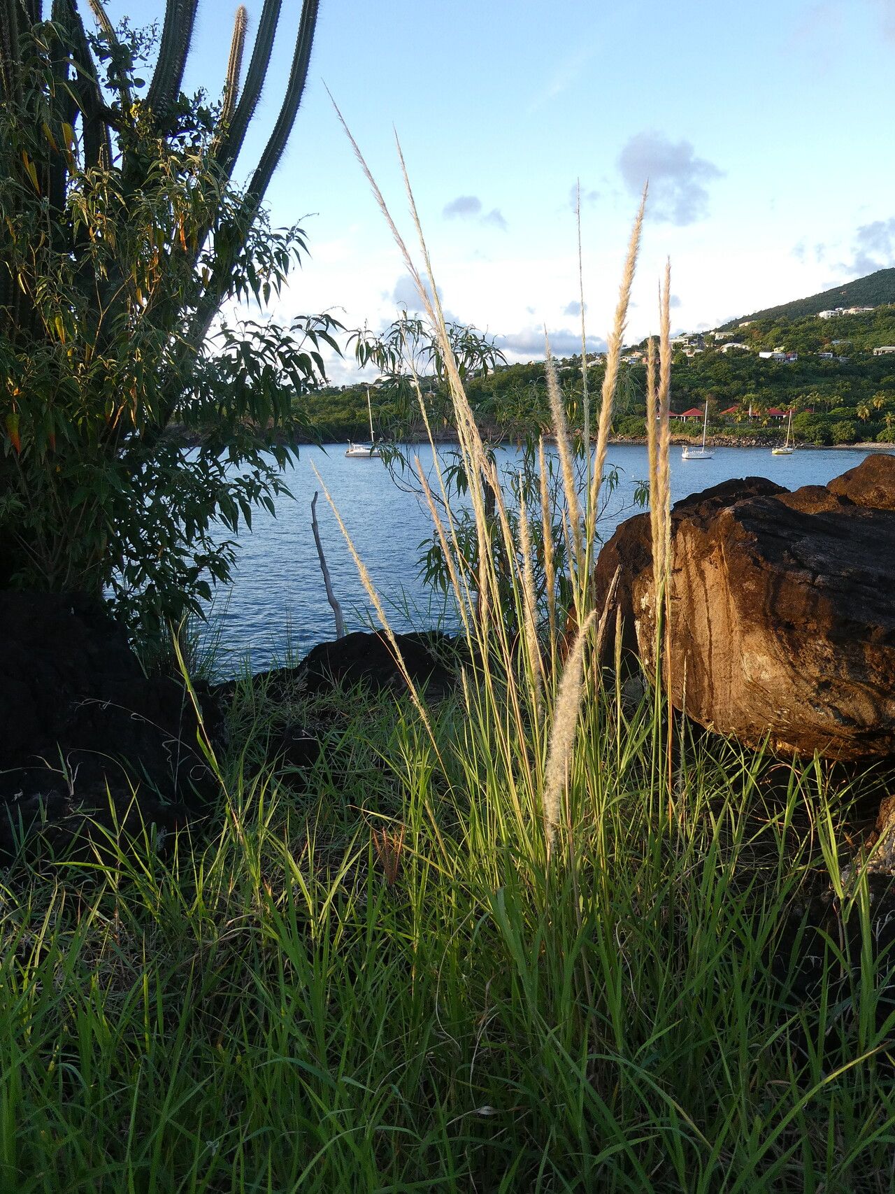 Pappophorum pappiferum habit