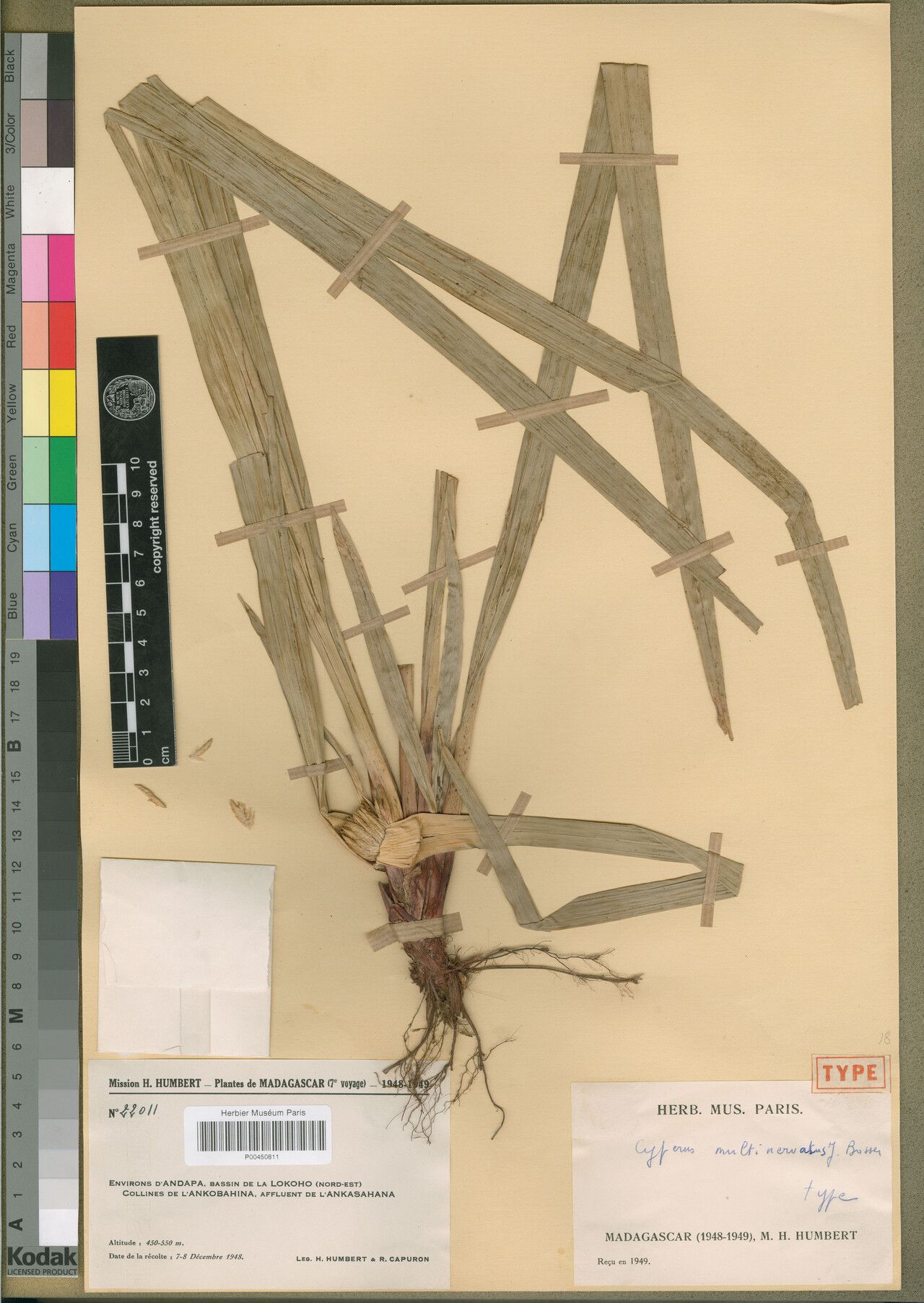 Cyperus multinervatus — houseplant care guide