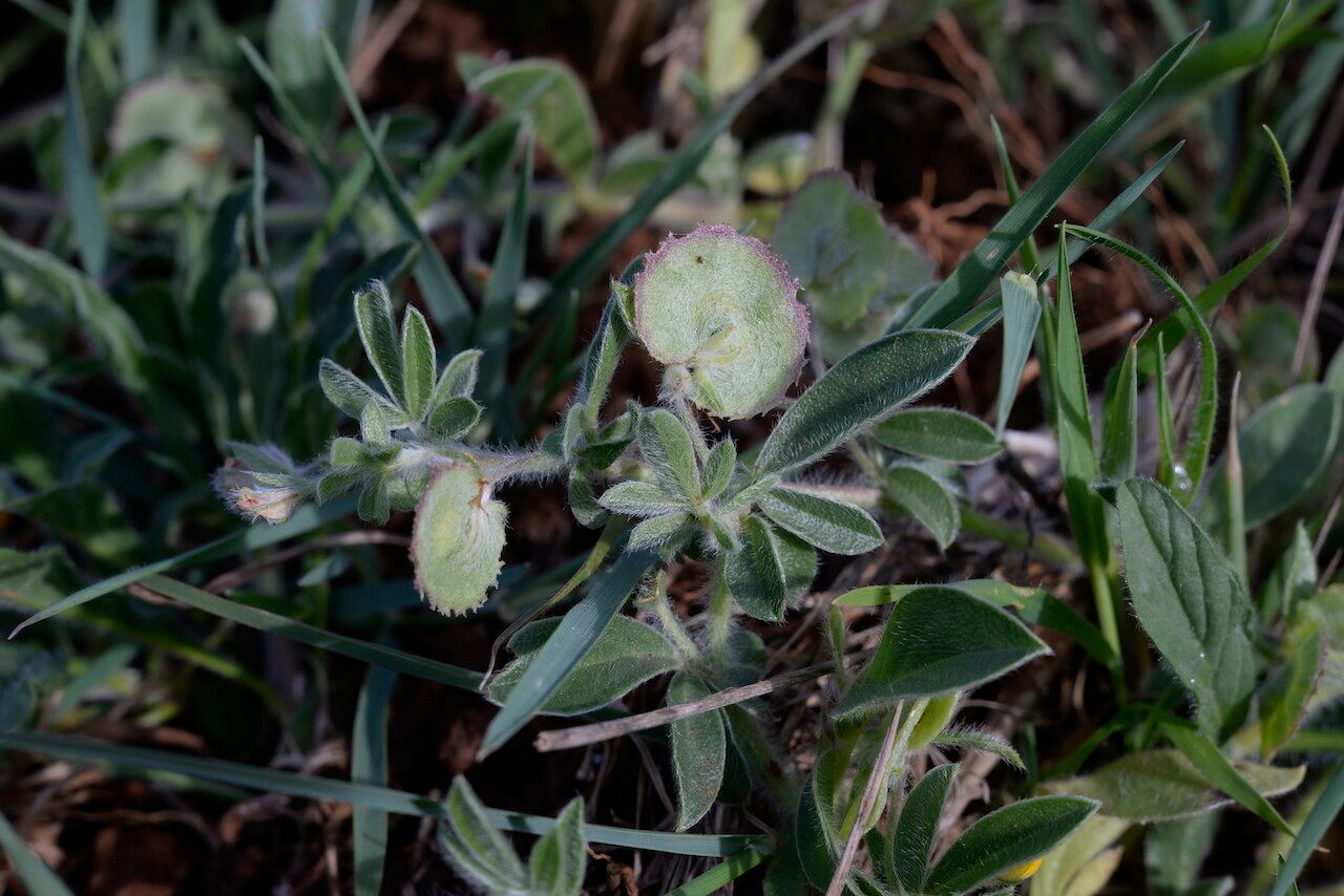 Anthyllis circinnata fruit