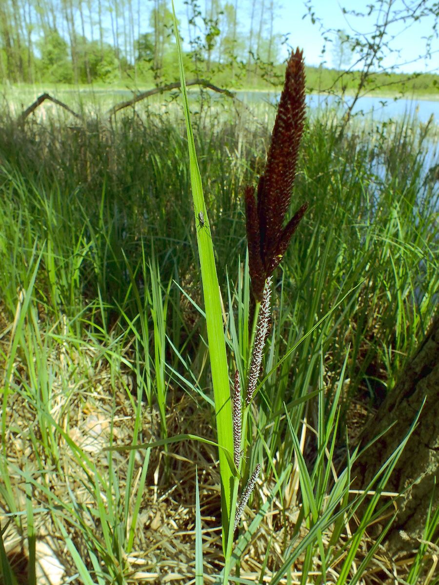 Carex acuta flower