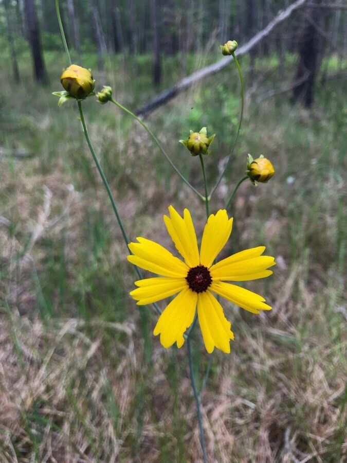 Coreopsis falcata