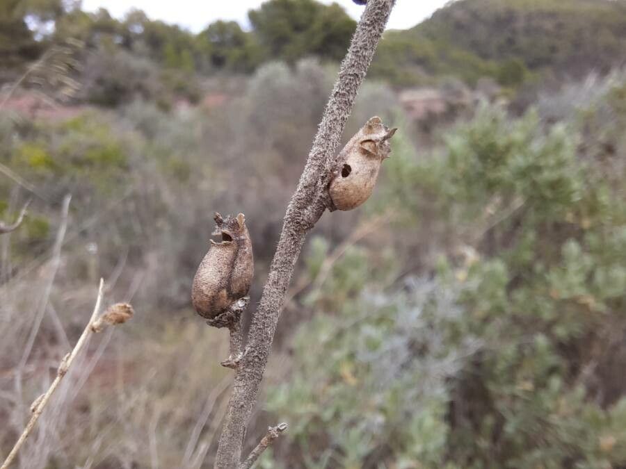 Antirrhinum litigiosum fruit