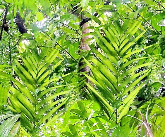 Bactris coloradonis — houseplant care guide