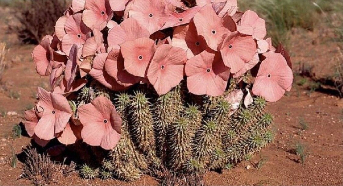 Hoodia gordonii flower