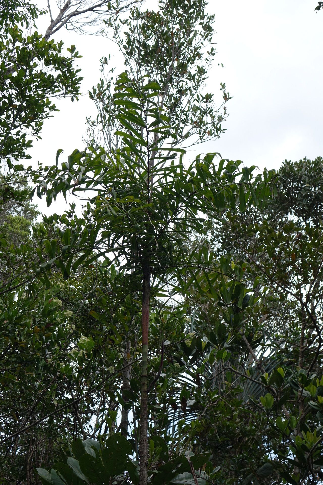Dypsis pinnatifrons habit