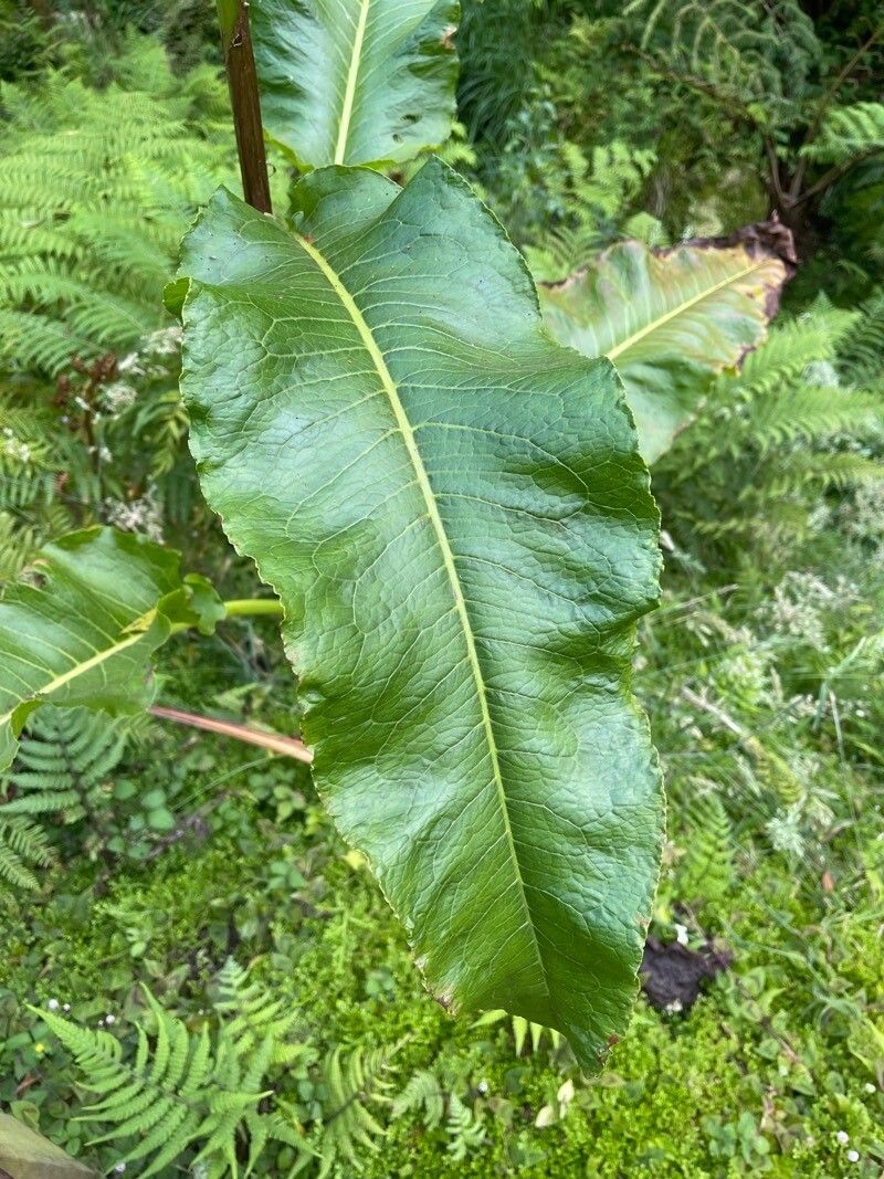 Rumex azoricus leaf
