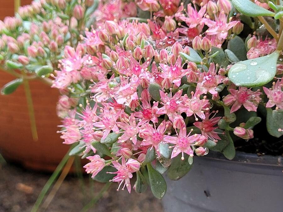 Sedum cauticola habit