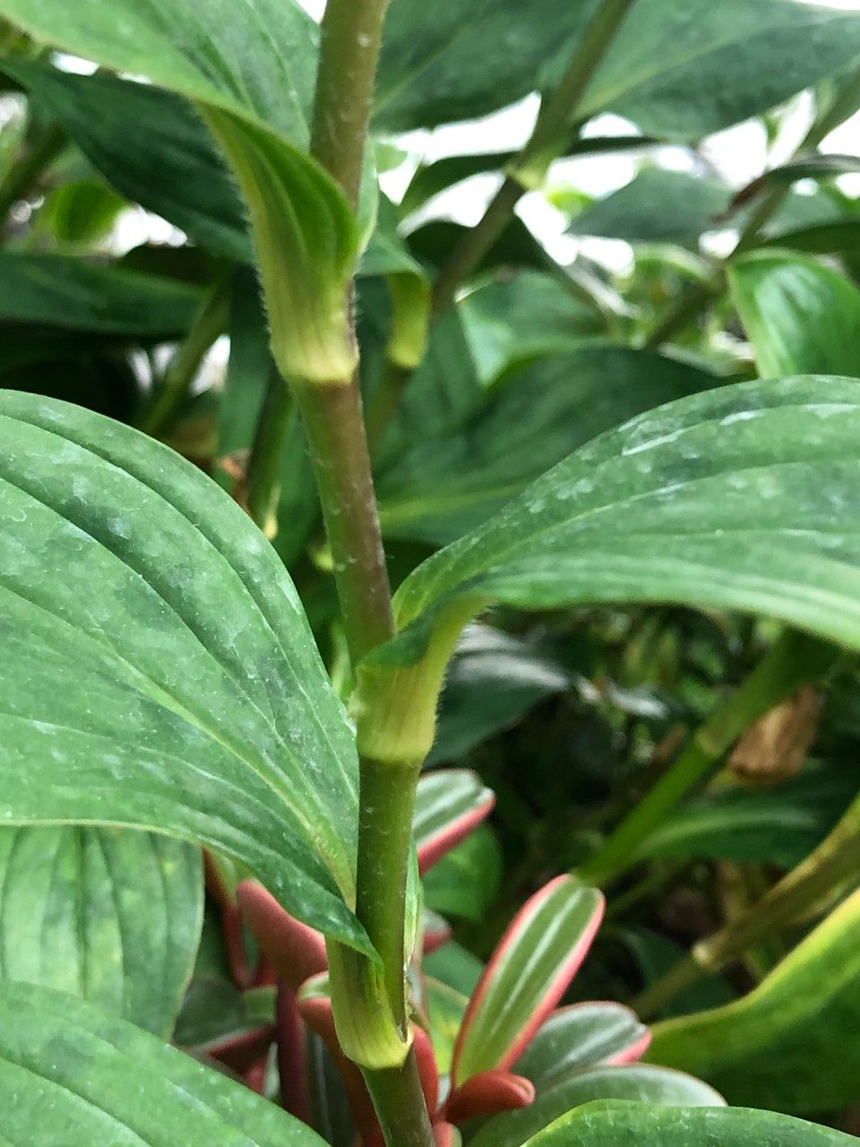 Tricyrtis formosana bark
