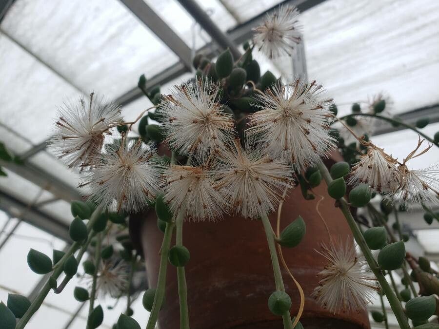 Senecio herreianus flower
