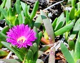 Carpobrotus virescens — search result for 'Carpobrotus'