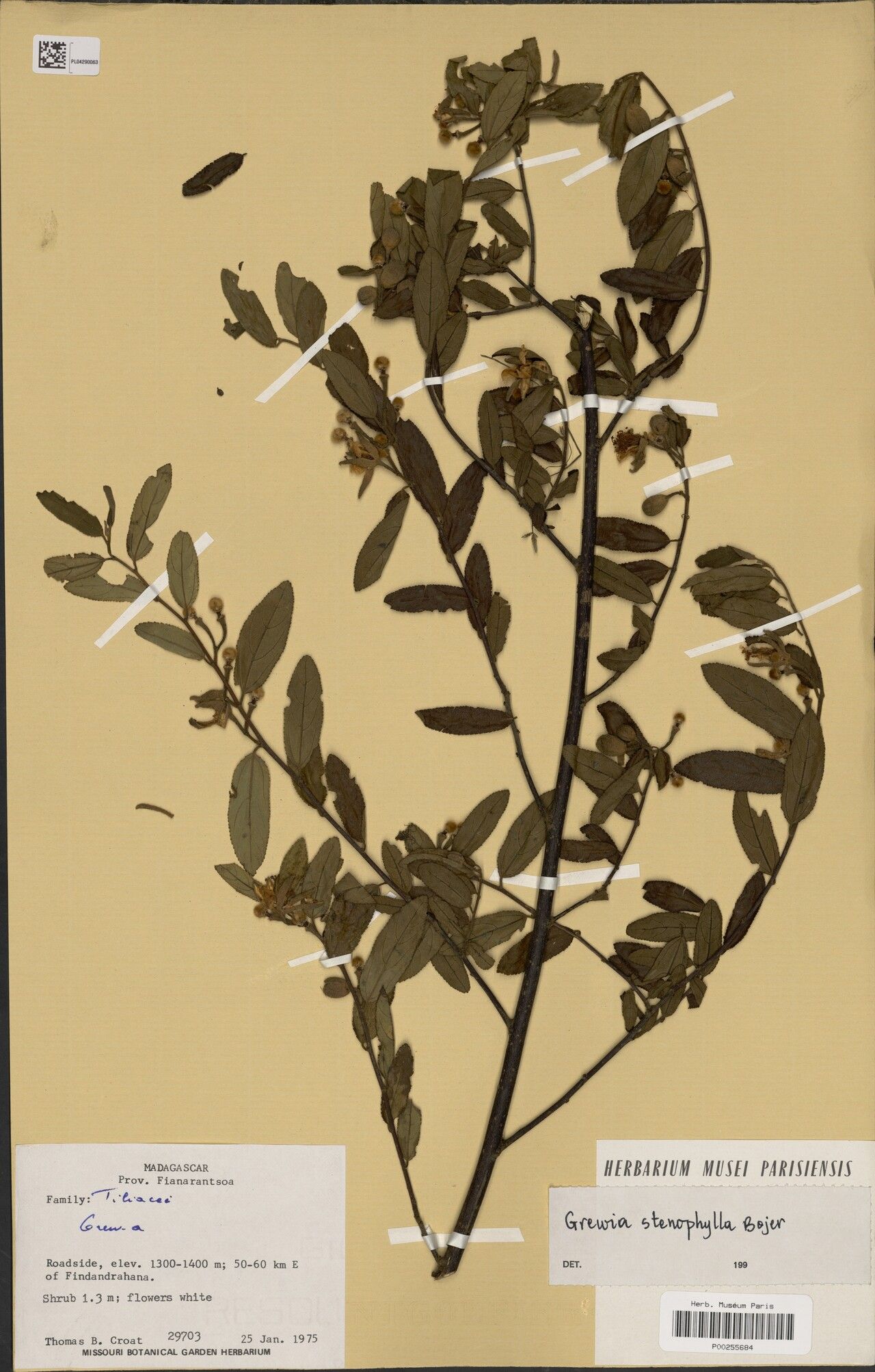 Grewia stenophylla — houseplant care guide