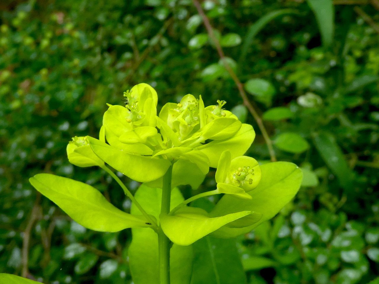 Euphorbia illirica flower