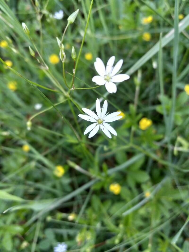 Stellaria longifolia flower