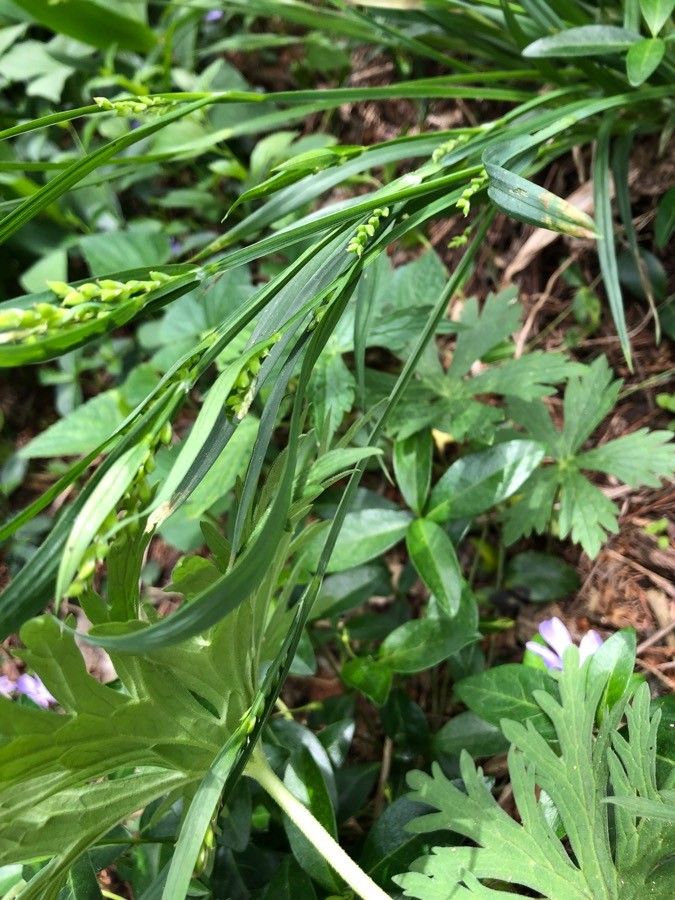 Carex scabrata — search result for 'Carex'