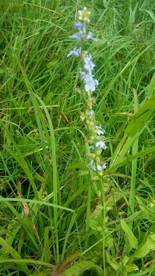 Lobelia spicata flower