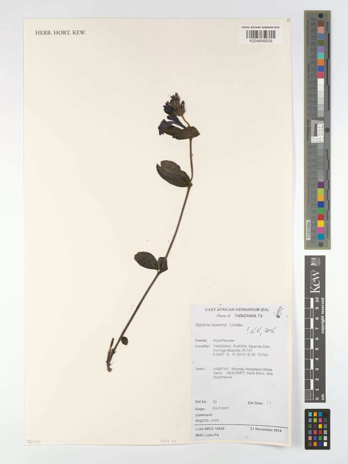 Barleria boehmii — houseplant care guide