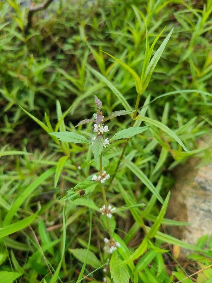 Lycopus uniflorus flower